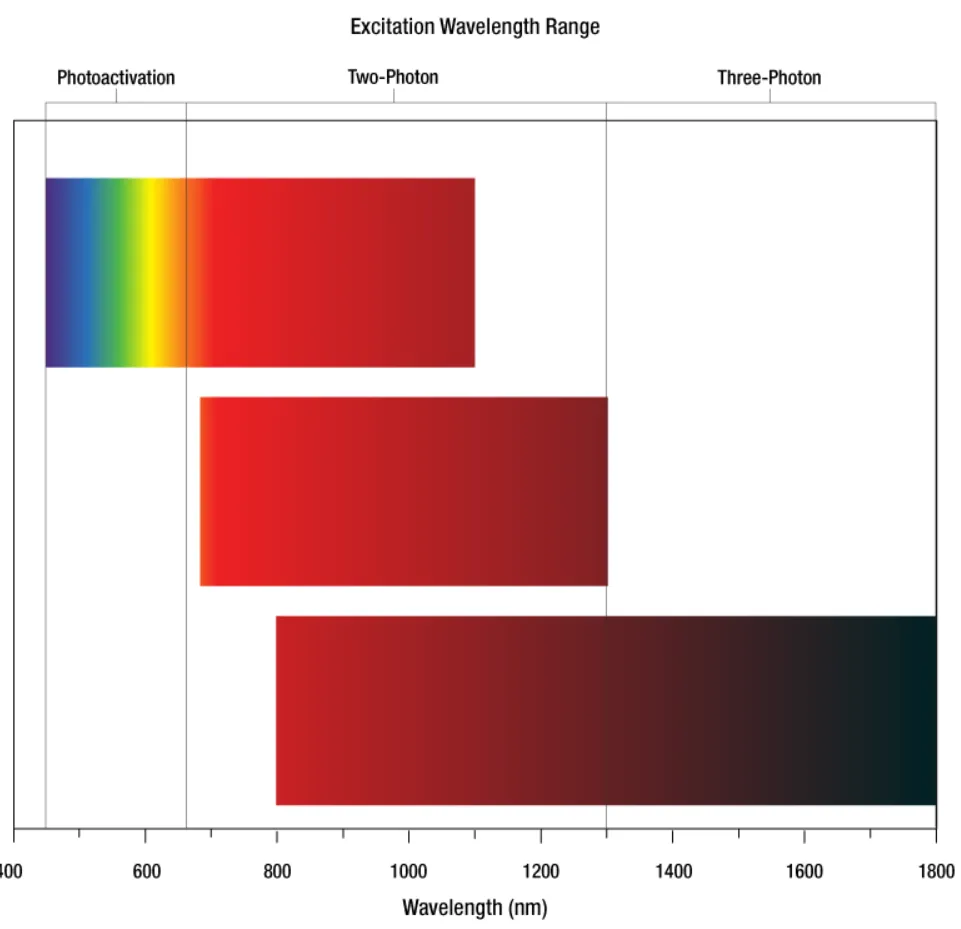 Thorlabs Multiphoton Excitation Microscope - BERGAMO | MEETOPTICS